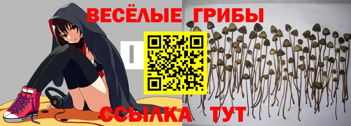 Галлюциногенные грибы Psilocybine cubensis Сочи